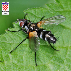 Phyllomya volvulus