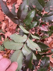 Berberis aquifolium