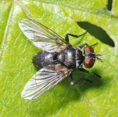 Microsoma exiguum