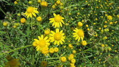 Senecio pterophorus