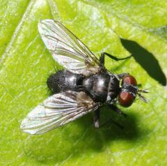 Microsoma exiguum