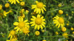 Senecio pterophorus