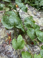 Passiflora cinnabarina