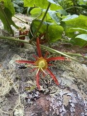 Passiflora cinnabarina