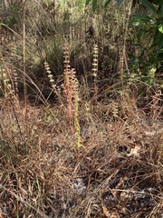 Dicerandra densiflora