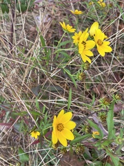 Bidens trichosperma