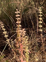 Dicerandra densiflora