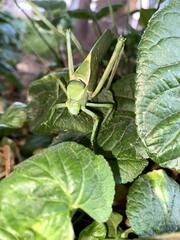 Stilpnochlora azteca