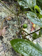 Passiflora cinnabarina