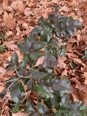 Berberis aquifolium