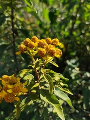 Verbesina virgata