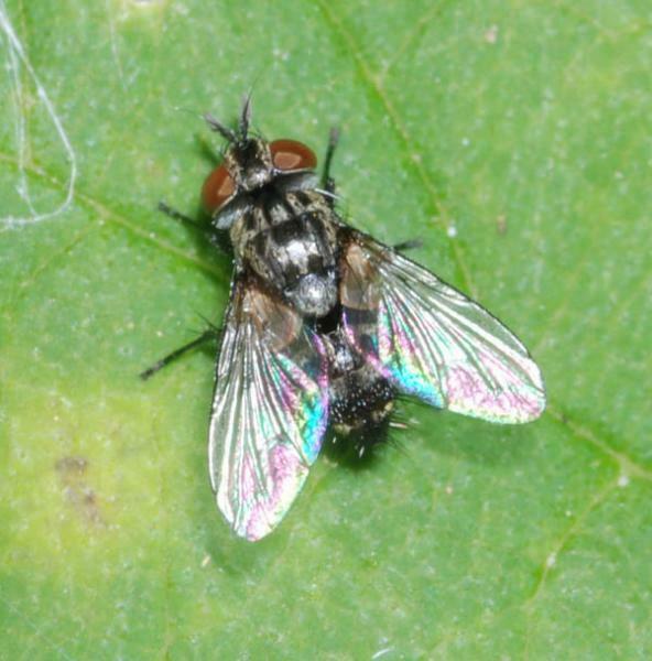 Bristle Flies from Hungary on July 12, 2009 at 09:51 PM by Gábor ...