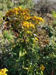 Verbesina virgata