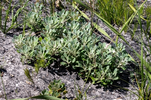 Image of Osteospermum tomentosum by (c) magriet b, some rights reserved (CC BY-SA)