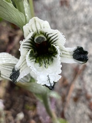 Chloraea bletioides