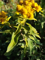 Verbesina virgata