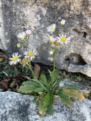 Erigeron philadelphicus provancheri