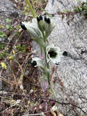 Chloraea bletioides