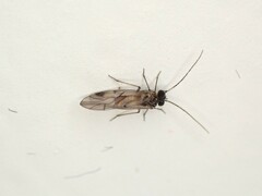Peripsocus