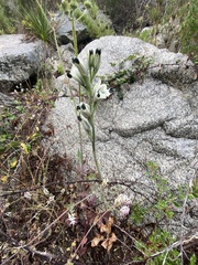 Chloraea bletioides