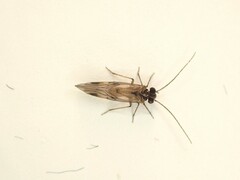 Peripsocus