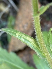 Erigeron philadelphicus provancheri