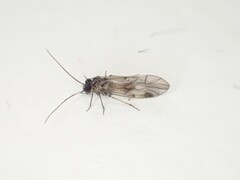 Peripsocus