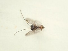 Peripsocus
