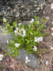 Ageratina glechonophylla