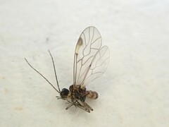 Peripsocus