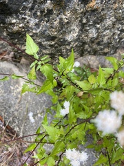 Ageratina glechonophylla