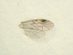 Peripsocus