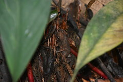 Rhinella proboscidea