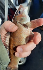 Tautogolabrus adspersus
