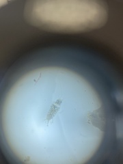 Isopoda