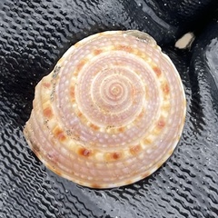 Architectonica nobilis