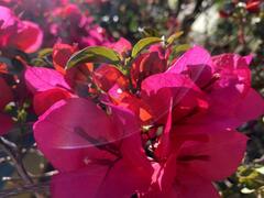 Bougainvillea