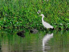 Egretta thula