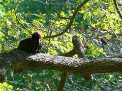 Cathartes aura