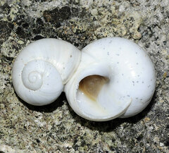 Sphincterochila