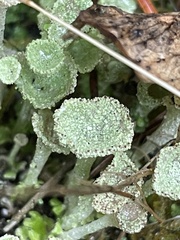 Cladonia albonigra