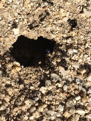 Veromessor pergandei