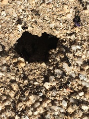 Veromessor pergandei