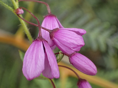 Tetratheca pilosa