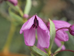 Tetratheca pilosa