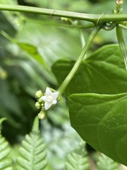 Zehneria