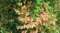 Euphorbia amygdaloides