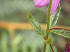 Tetratheca pilosa