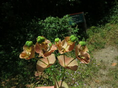 Euphorbia amygdaloides