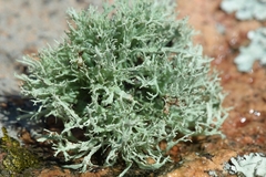 Ramalina subfarinacea